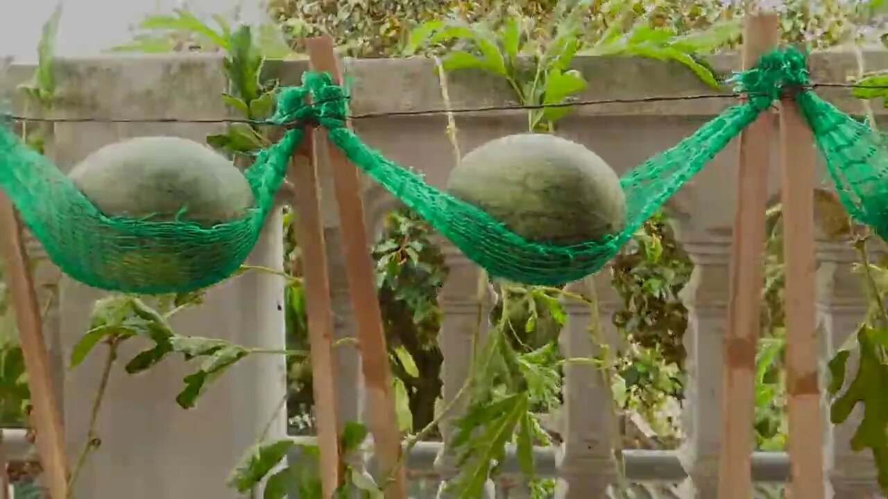 How To Grow Watermelon at Home Easy for Beginners