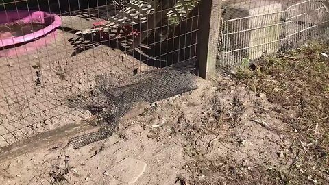 Neighbors say pack of wild dogs attacked and killed animals in Palm Beach County community