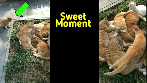 Mother Cat And 7 Kitten : Ginger Heaven