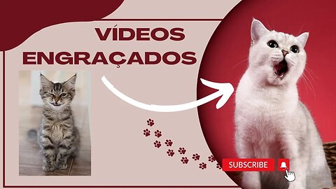 GATINHOS FOFOS PET PULANDO SUBINDO DERRUBANDO DE TUDO