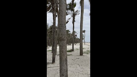 Delnor Wiggins State Park #FYP #DelnorWiggins #Naples #Beachwalk #mywalksinparadise #4K