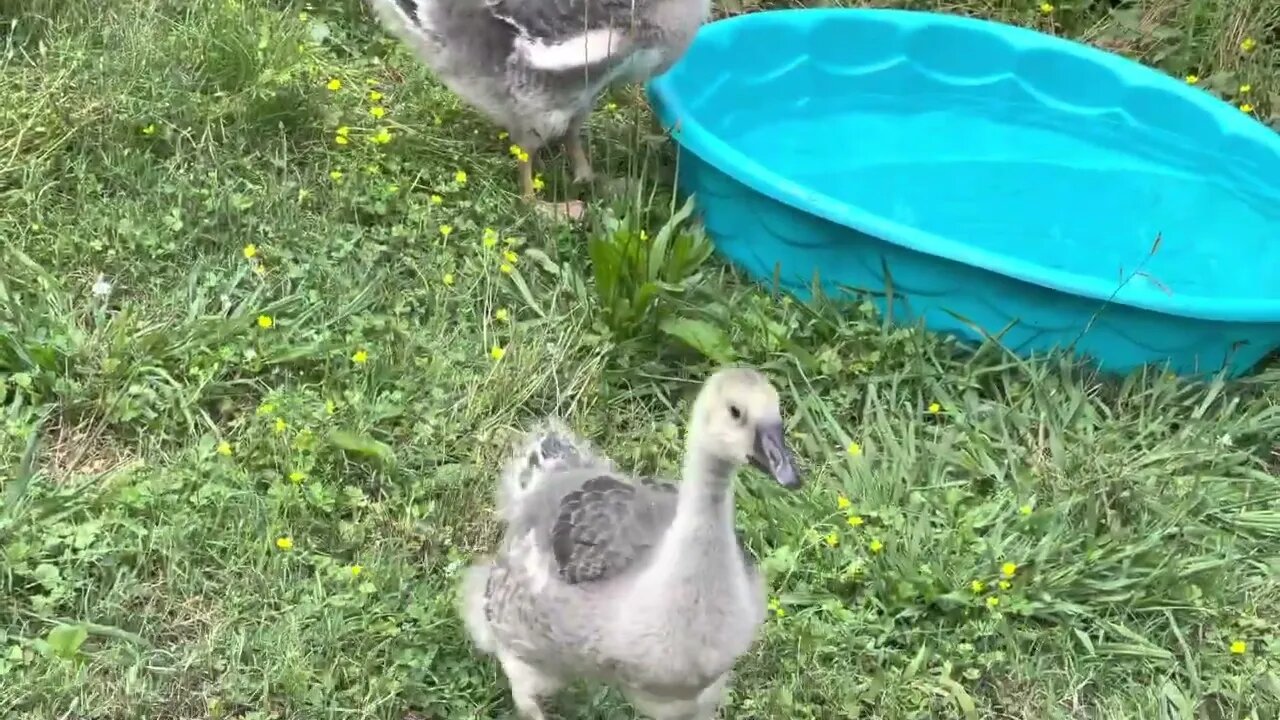 Geese Hanging By The Pool