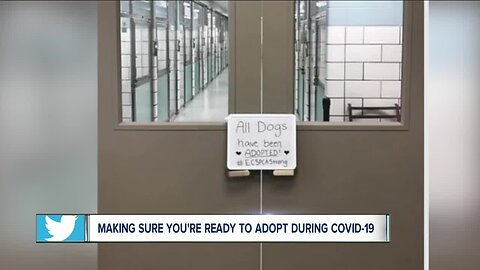 Adopting animals can help calm the stress of COVID-19, but owners shouldn't rush a decision