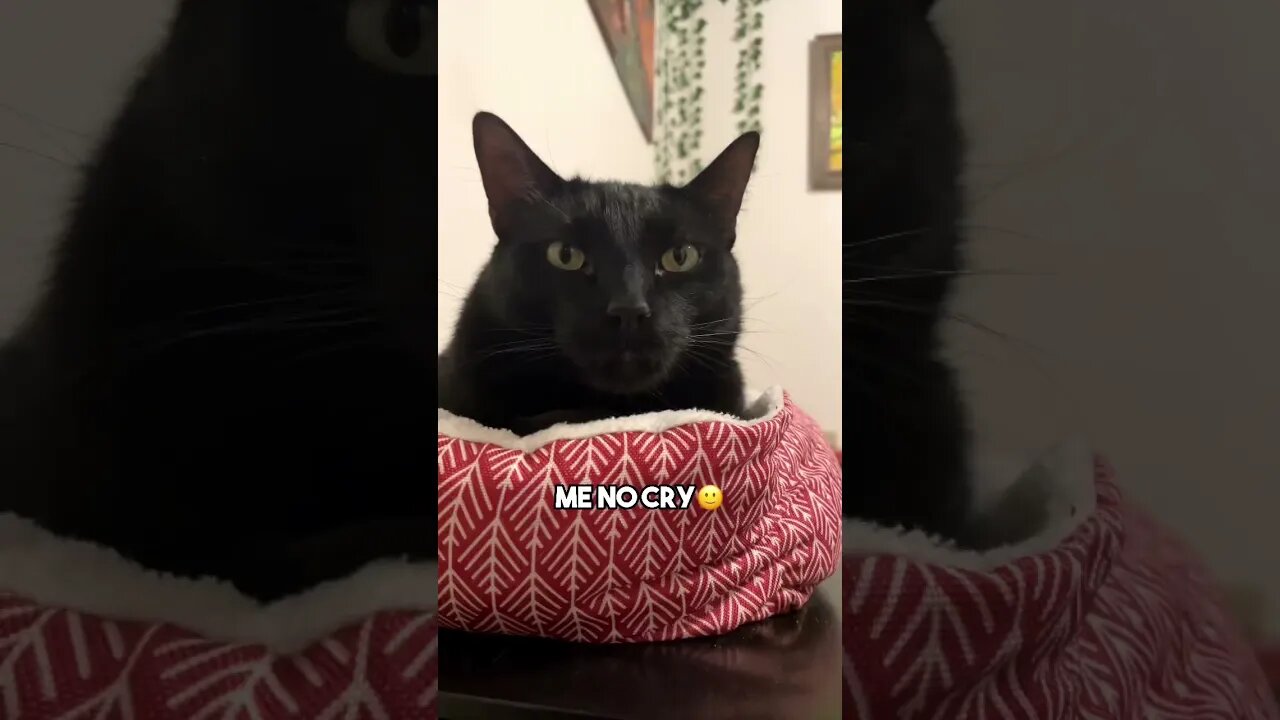 If only😮💨 Audio TT: @ygeorgiaxnikkir #cat #blackcat #leonthecatdad #relationship #relatable