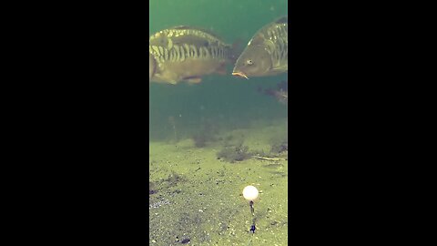 #fish