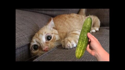 Cucumbers Scare The Life Out Of Cats | Pets Town