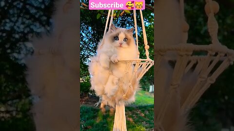 Cutest cat || 😽🥰 #shortsfeed #cat #youtubepets