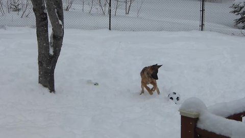 Puppy's first soccer ball results in epic playtime