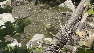 Another Golden Finch bathing