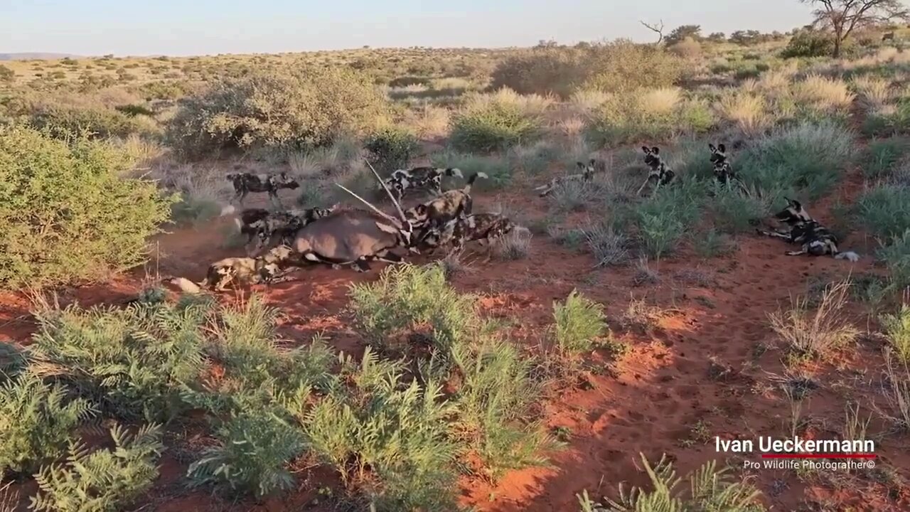 🐾 Painted Dogs vs. Oryx: A Wild Encounter 📸