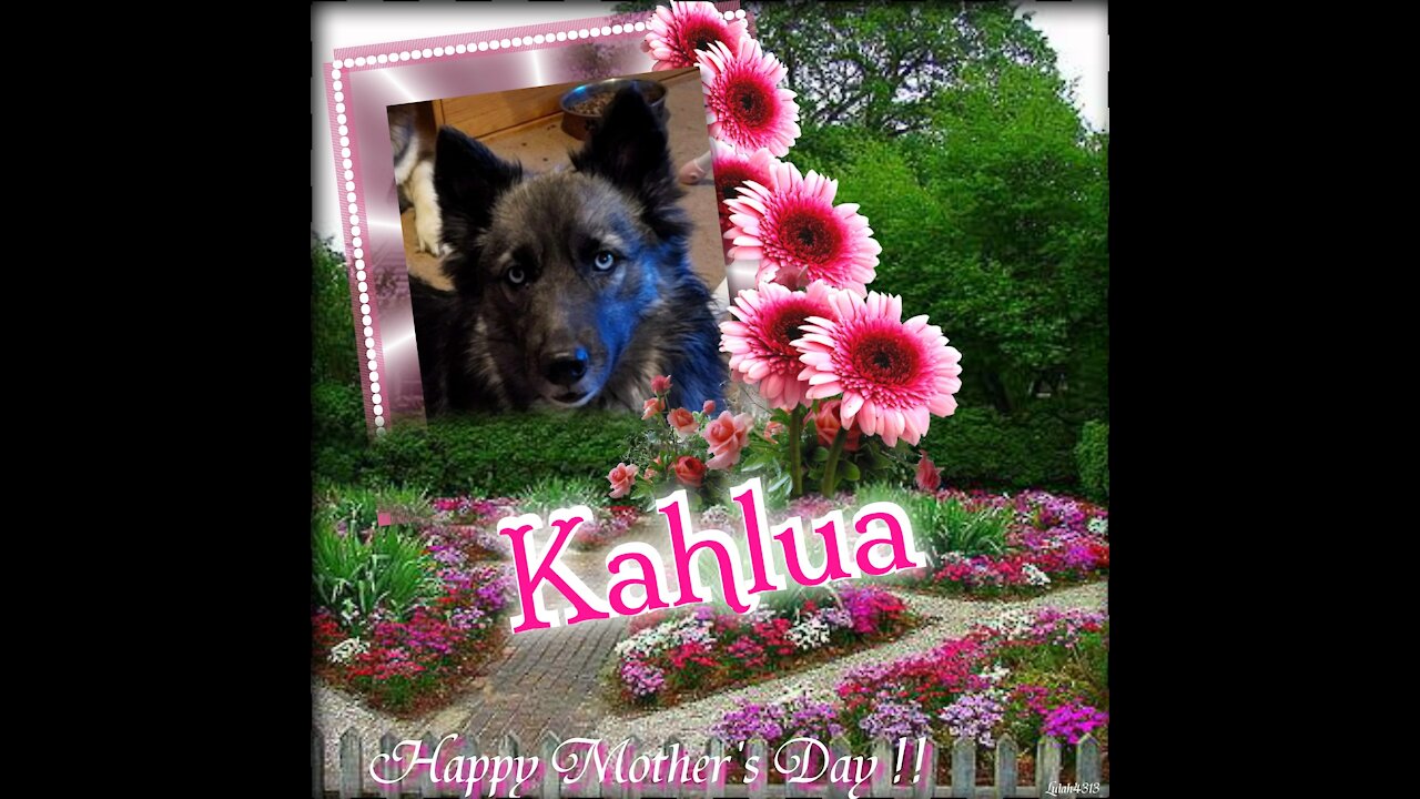 My Husky, My Best Friend Mother's Day 2021