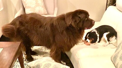 Newfoundland on the case when puppy steals little girl's glove