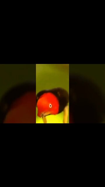 Red-Carpped Manakin Dance