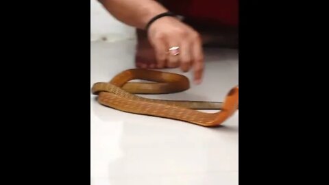 Snake King Kobra Red Face - AnimalLover #short #shortvideo