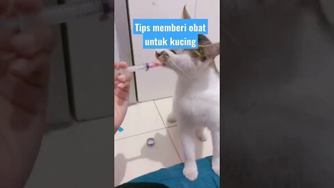 Tips memberi obat untuk kucing bisa dicoba.. 🤭 Tips for giving medicine to cats can be tried. #short