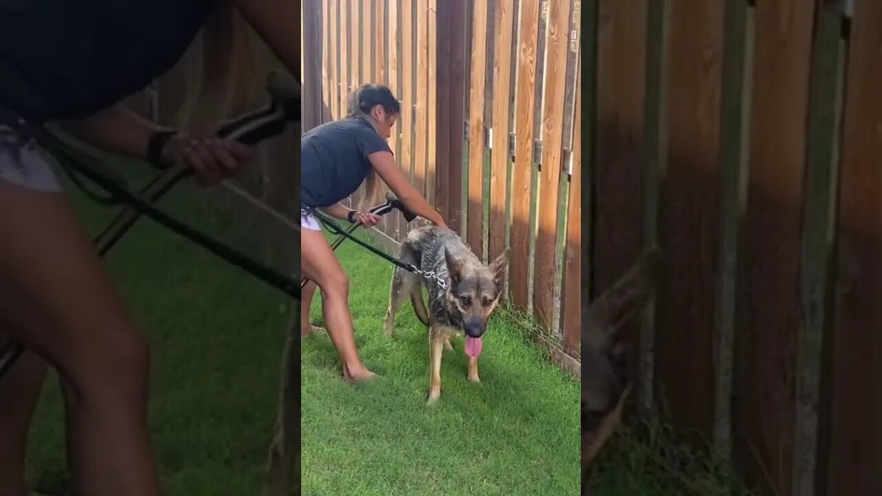 Bath time for CoCo the Co-driving Dog