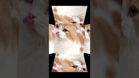 Funny cats_Cute cats_Play 🐱#shorts#youtubeshorts #tranding 🐱