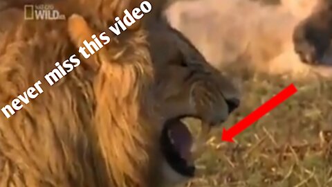 Funny Lion.. must watch..wild life