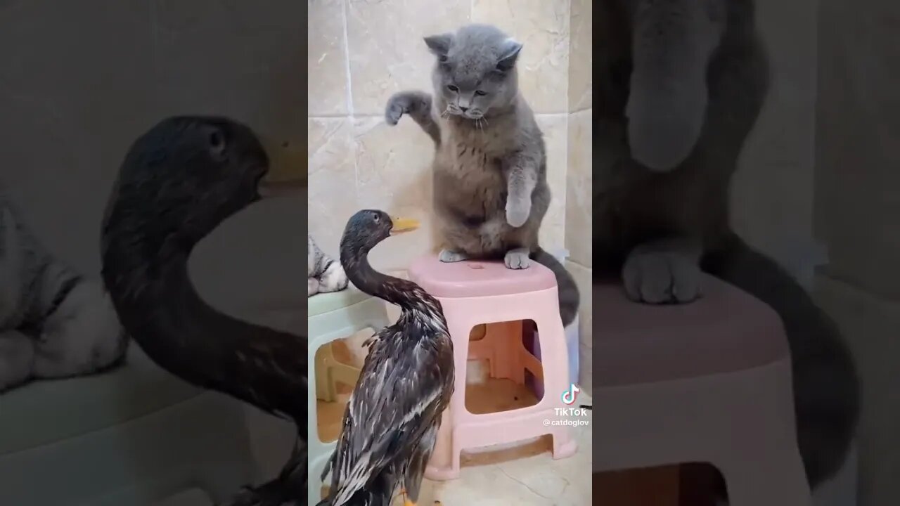 Epic Fight Cats VS Duck #todaynews #shortsyoutube #music #shortsmusic