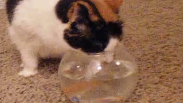 This Cat Has The Unusual Water Bowl