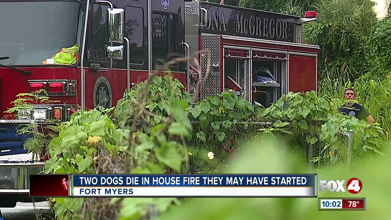 House fire could have been started by the two dogs it killed