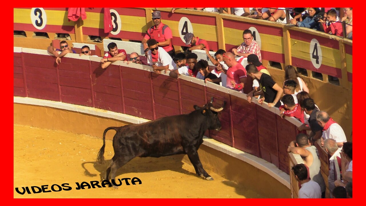 TUDELA ( NAVARRA ) MATINAL 1º ENCIERRO VAQUILLAS EN PLAZA ( LUNES 25 JULIO 2022 ) TOROPASION