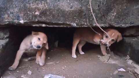 Dogs baby Funny pet 🐶🐶animal Puppies Video Animal Lovers Dog Lovers