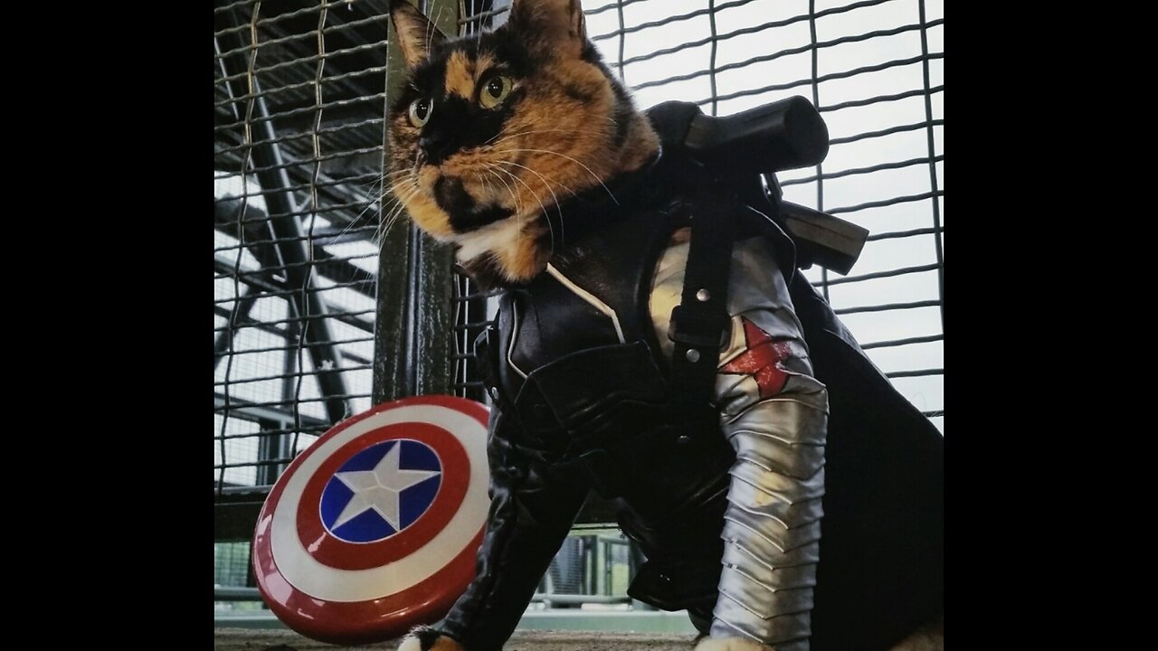 Here's what happens if you treat a cat badly