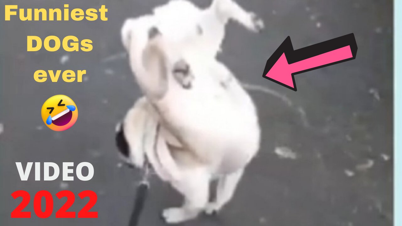 Funny dog videos in 2022 😂🐕 it's time to Lough with dogs life