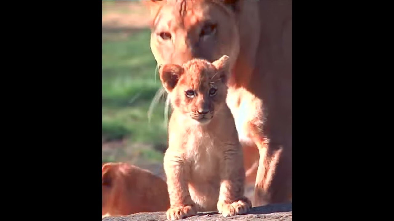 Lion cubs in the game