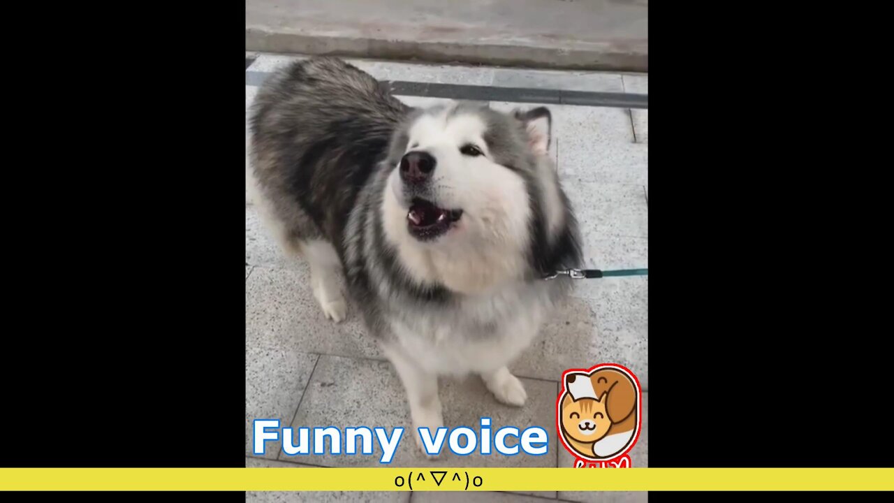 Cute dogs have funny voices