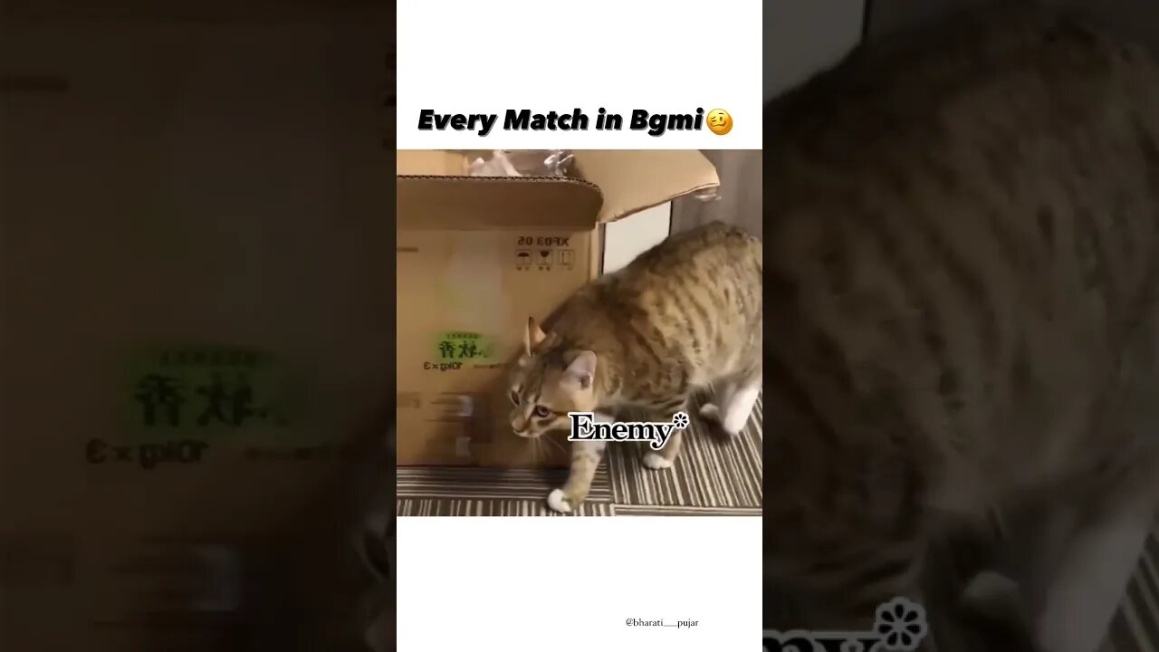 Funny Cats Shorts Part 1