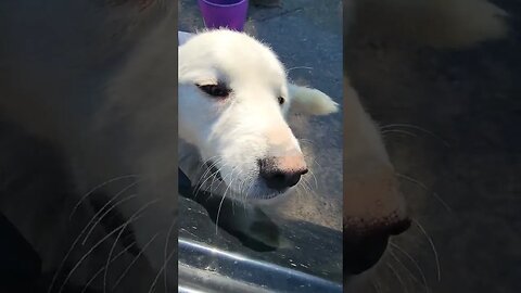 guard dog #sheep #shearing #dog #animal #sheepfarming #greatpyrenees