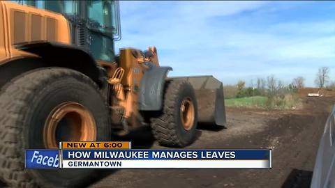 What does the City of Milwaukee do with your leaves each fall?