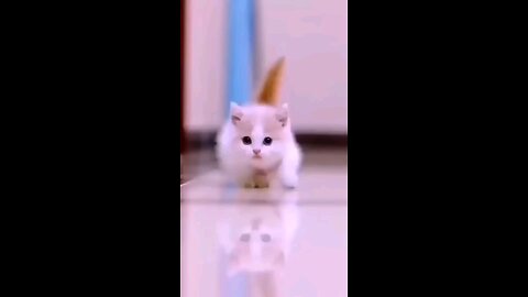 Cat Video