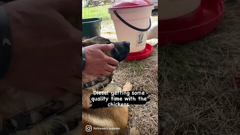 Training our young Malinois to be good with the chickens. #malinoislovers #puppies #puppylove