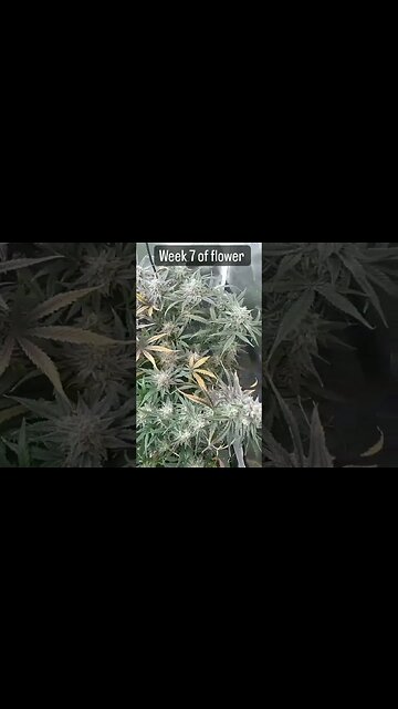 chopped it down after the video