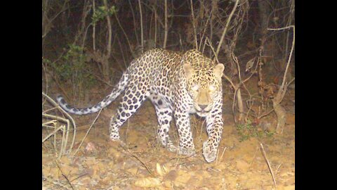 leopard attack