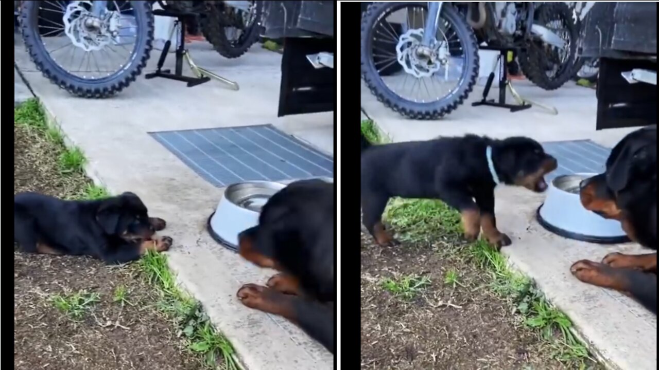Rottweiler Mom And Son Argueee
