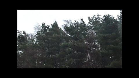Treedance #short