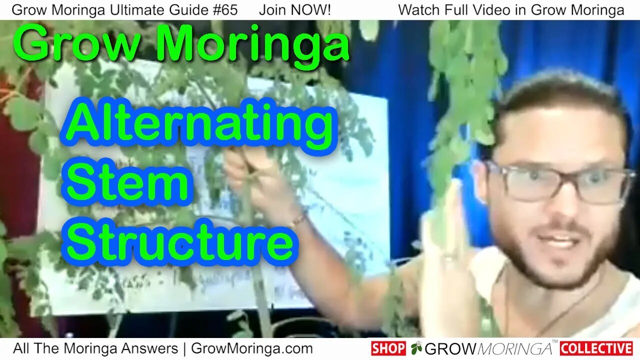 Interesting Facts about Moringa Stem Characteristics