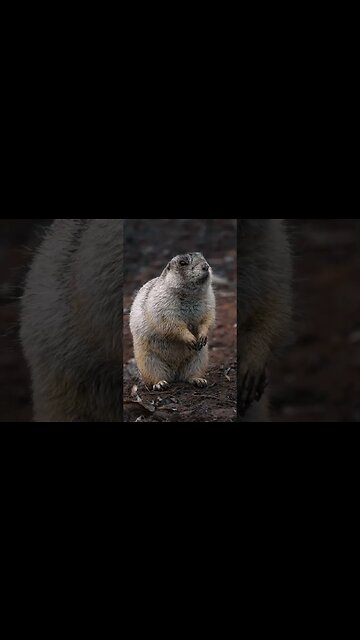 Canon R10 RF 100-400 5.6-8 #wildlifephotography