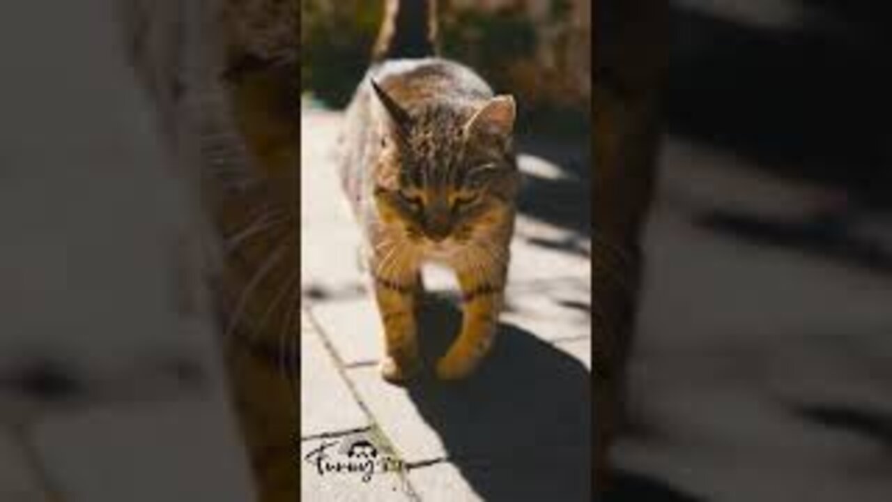 🤣😻Funny Cat Fails 2022 || by Funny Think's #short