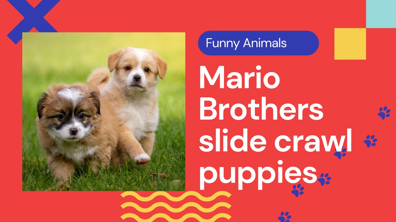 Puppies Crawling to Super Mario Brothers Theme