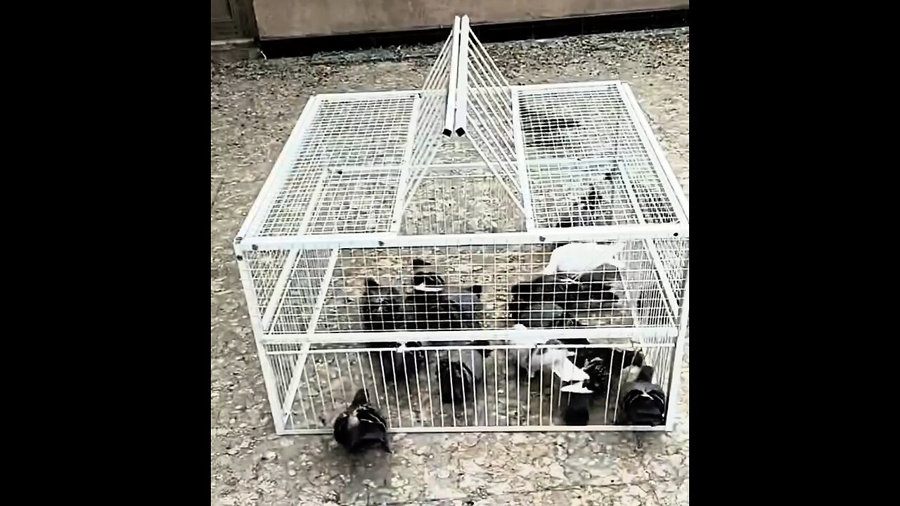 Bird trap