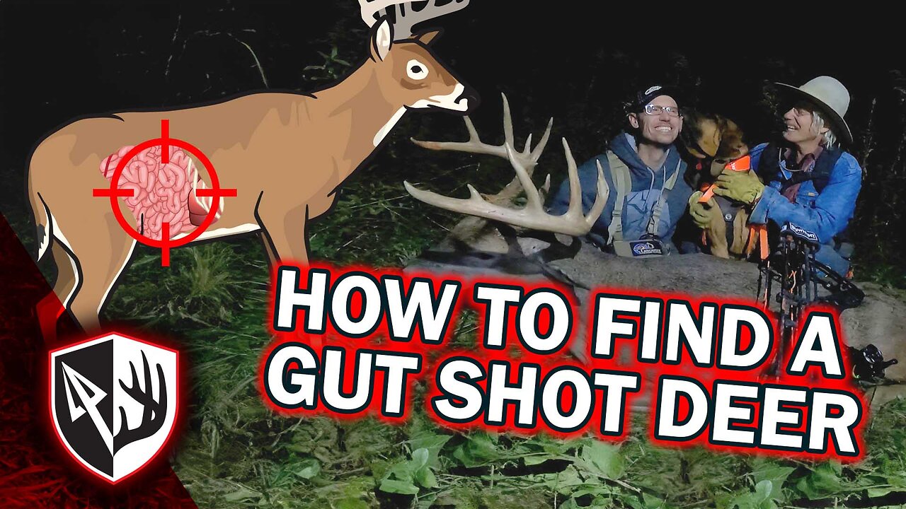 How To Find A Gut Shot Deer!