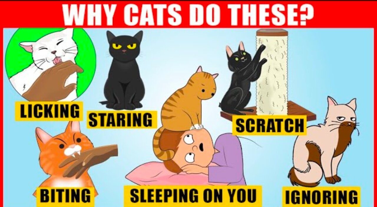 The Meaning behind 14 strangest Cat behaviors - jaw- dropping facts about Cats