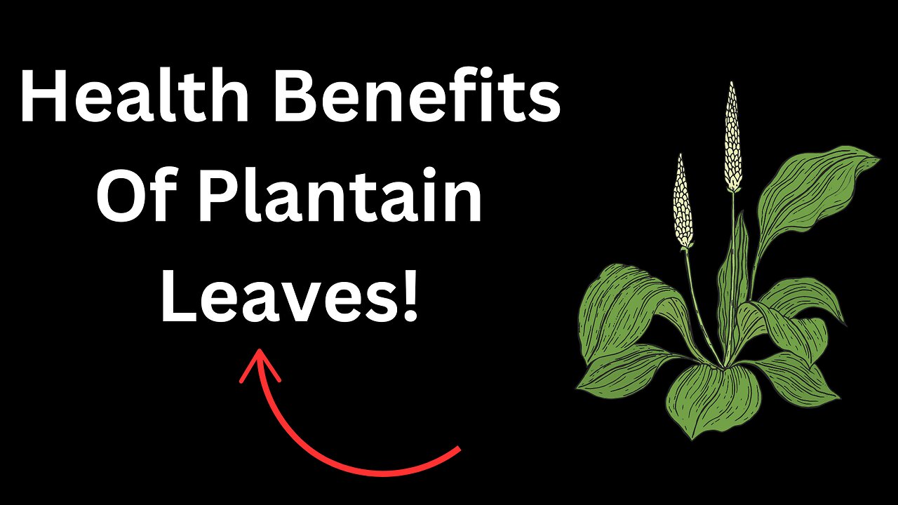 I Discovered the AMAZING Health Benefits of Plantain Leaves