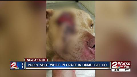 Horrific case of animal cruelty in Okmulgee