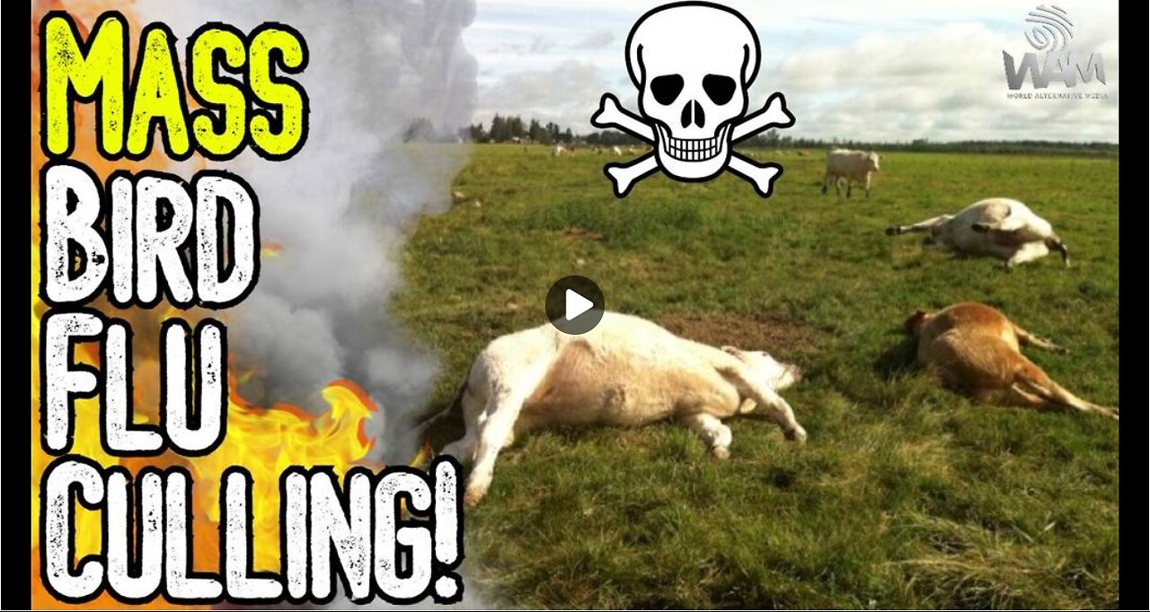 MASS BIRD FLU CULLING! - Cows Are Being Slaughtered & Vaxxed! - MSM Fear Mongering Continues!